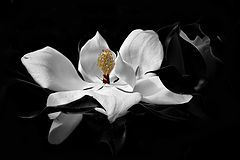 photo "***"