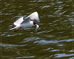 photo "Luck"