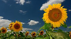 photo "Summer Sun"