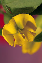фото "***"