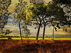 photo "a sad world in color"