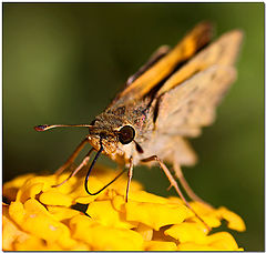 photo "Sipping Lantana"