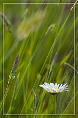 photo "***"