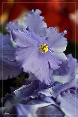 photo "***"