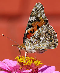 фото "Vanessa cardui"