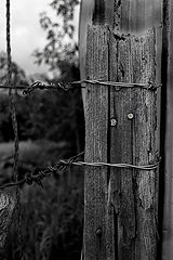 photo "The Fence Post"