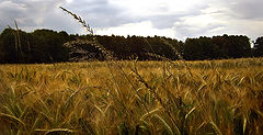 photo "M&#252;sli"