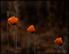 photo "***"