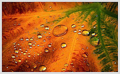 фото "Sweet tears"