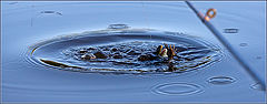 photo "water monster"