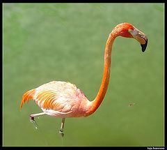 фото "Flamingo"