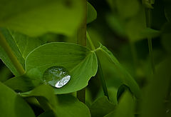 photo "Reflecting the sky"