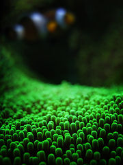 photo "sea anemone II"