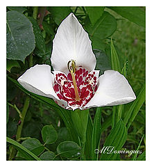 фото "White tigridia"