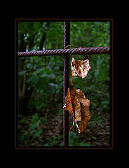 photo "dead"