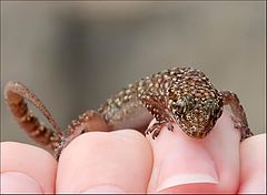 photo "gecko, macro, animals"