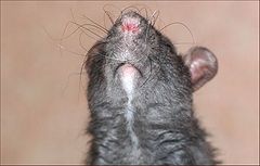 photo "rat, macro, mustache, animals"
