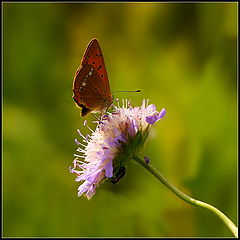 photo "***"