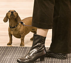 фото "His Masters` Voice"