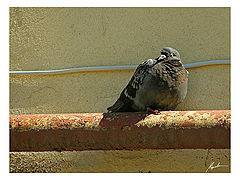 photo "***"