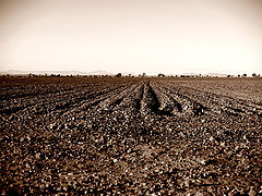 photo "Rows"