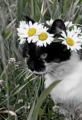 photo "***"