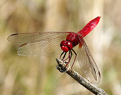 photo "Crocothemis erythraea"