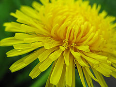 photo "Summer"