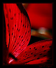 photo "***"