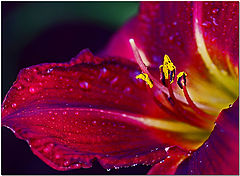 photo "Maroon"