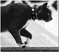 photo "Pussy Footing"