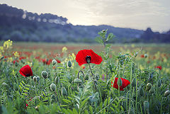 photo "poppies field"