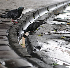 photo "after rain"