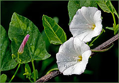 photo "good morning"