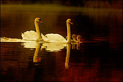 photo "***"
