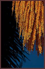 фото "Queen palm"