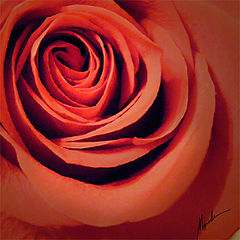 photo "***"