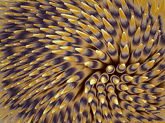 photo "cure-yeux"