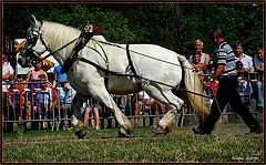фото "Belgian draft horse in full action"