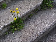 photo "Steps, steps, a dandelion"