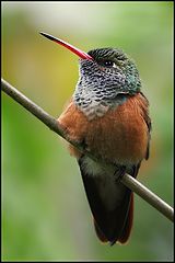 фото "colibri"