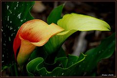 photo "lilies"