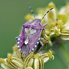 photo "Bedbugs are different ..."