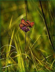 photo "Midday"