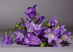 photo "***"