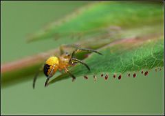 photo "Bleeding Leaf"