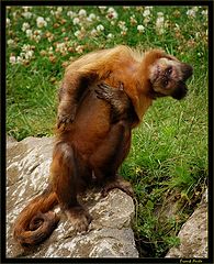 photo "Funny monkey"