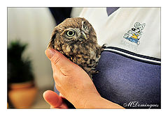 фото "Little Owl"