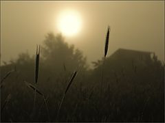 photo "Peaceful sunrise"