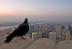 photo "Good Morning New York"
